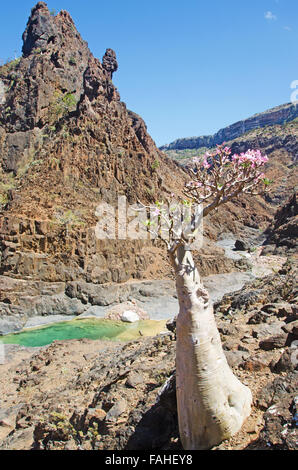 Arbre bouteille floraison dans l'oasis d'Dirhur, piscine naturelle dans la zone protégée de Dixam Plateau, île de Socotra, au Yémen Banque D'Images