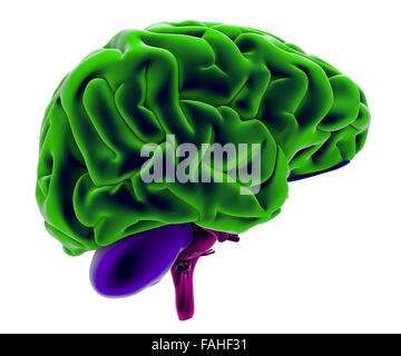 Cerveau, section, division, pièces de découpe, d'anatomie Banque D'Images