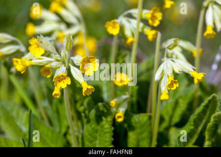 Primula veris. Coucou bleu fleur dans l'herbe Banque D'Images