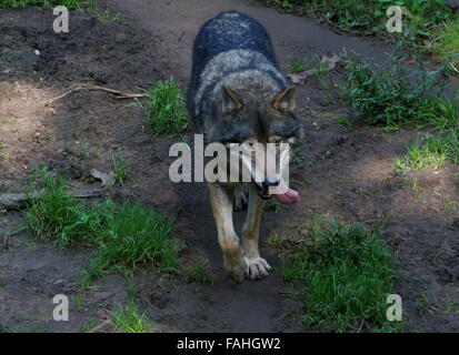 Le loup gris d'Europe (Canis lupus) marcher lentement vers l'appareil photo, le balancement langue hanging out Banque D'Images