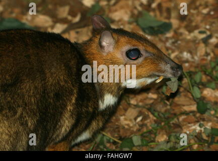 La souris mâle (Tragulus Philippine deer nigricans), alias Balabac Chevrotain localement ou Pilandok Banque D'Images