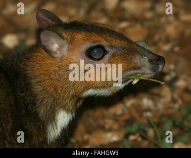 La souris mâle (Tragulus Philippine deer nigricans), alias Balabac Chevrotain localement ou Pilandok Banque D'Images