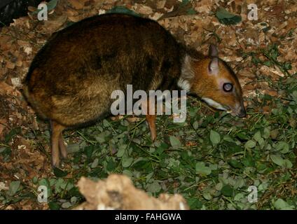 La souris mâle (Tragulus Philippine deer nigricans), alias Balabac Chevrotain localement ou Pilandok Banque D'Images