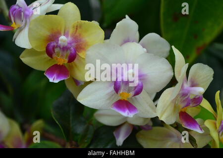 Rose jaune blanc orchidées sur Branch. Plusieurs orchidée fleur sur la même branche, l'un à côté de l'autre, avec un fond vert. Il est composé de feuilles Banque D'Images