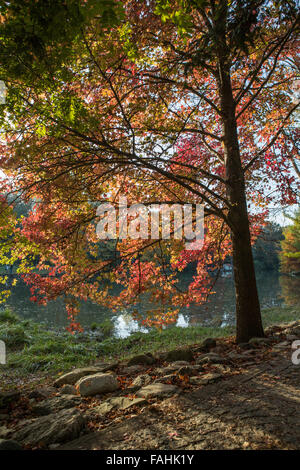 Arboretum Atatürk, Istanbul, Turquie Banque D'Images