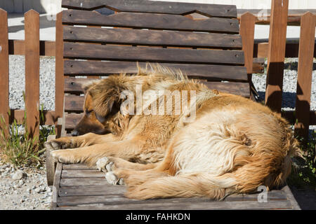 Grand, brun chien dormir dans une chaise longue en bois chaise. Banque D'Images