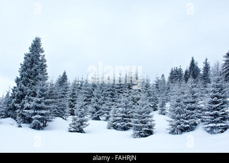 Paysage d'hiver avec des arbres couverts de neige et de givre Banque D'Images