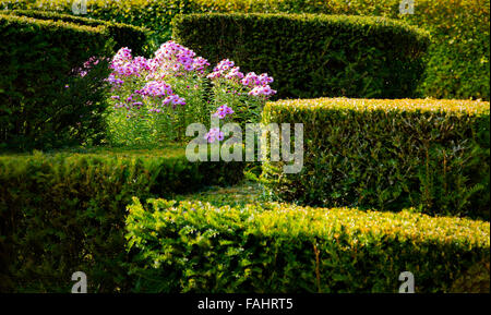 Haies d'ifs et les asters en cour jardin à Holt près de Bradford on Avon Witshire UK un bel exemple de l'anglais garden design Banque D'Images