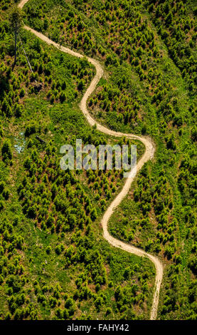 Vue aérienne, chemin tortueux, pré, conifères, pins, chemin de montagne en boucle à la lande à Dieulefit, Rothaarhills, Banque D'Images