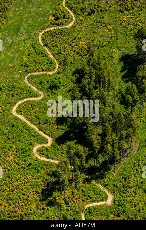 Vue aérienne, chemin tortueux, pré, conifères, pins, chemin de montagne en boucle à la lande à Dieulefit, Rothaarhills, Banque D'Images