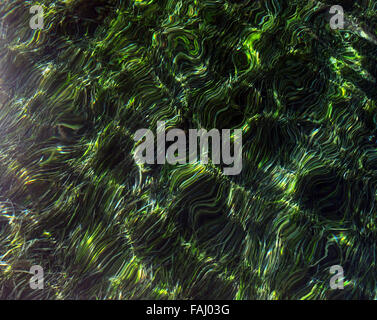 Les herbiers de posidonies (prairie saine sp.) dans les eaux limpides d'Albany, dans l'ouest de l'Australie Banque D'Images
