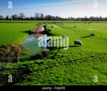Moutons paissent sur le Romney Marsh près de Fairfield de Kent avec fossés de drainage, des roseaux et des digues Banque D'Images