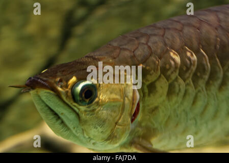 Asiatiques arowana (scleropages formosus) comprend plusieurs variétés phénotypiques de poissons d'eau douce. Banque D'Images