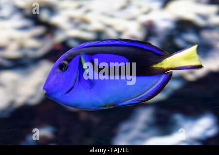 Paracanthurus hepatus est une espèce de poisson chirurgien de l'Indo-Pacifique. Banque D'Images