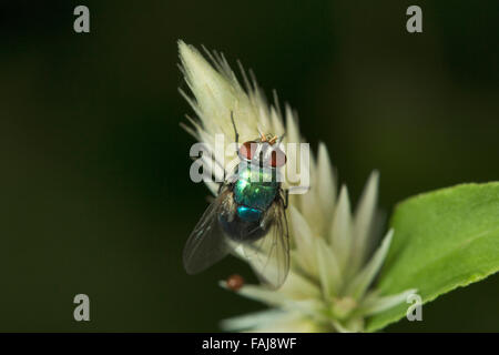 Fly, Aarey Milk Colony, Inde Banque D'Images