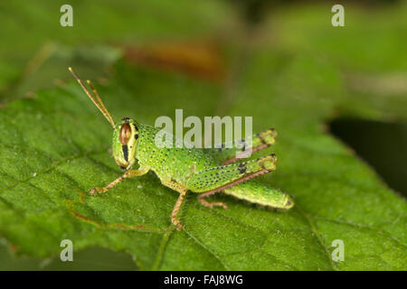 Sauterelle, Aarey Milk Colony, Inde Banque D'Images