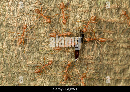 Oecophylla smaragdina, fourmis, les BCN, Bangalore, Inde Banque D'Images