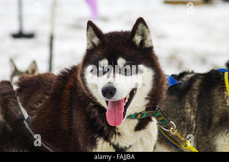 Husky de Sibérie avec des yeux de couleurs différentes (heterochromia iridum), au Kamchatka, en Russie. Banque D'Images