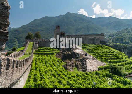 Les vignes et les murs avec créneaux de Castelgrande, un patrimoine de l'UNESCO Châteaux de Bellinzona, Tessin, Suisse. Banque D'Images