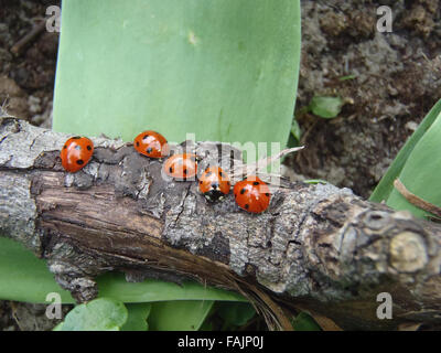 Cinq 7-spot coccinelles (Coccinella septempunctata) sur une pomme branche morte, avec des feuilles de tulipes Banque D'Images