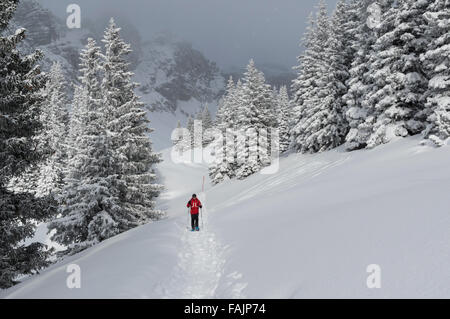 Le randonneur sur un sentier dans les Alpes suisses entre les arbres. Eggberge, Canton d'Uri, en Suisse. Banque D'Images