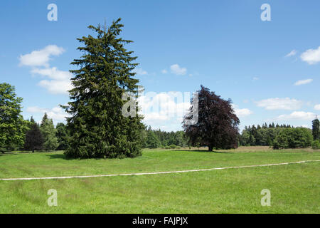 Tourbes - Glatzener Kladska Moor- est une réserve naturelle nationale de Slavkov Woods Banque D'Images