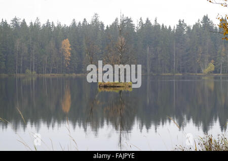 Petite île flottante sur le lac - tourbes kladska -glatzener moor - est une réserve naturelle nationale de la forêt de slavkov Banque D'Images