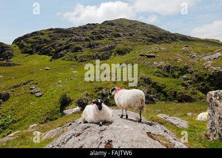 Scottish Blackface mouton à Col Healy, Beara Peninsula, comté de Kerry, Irlande Banque D'Images