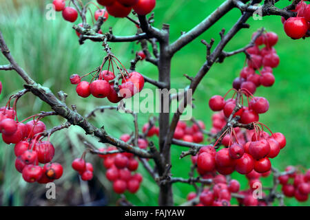 Pommetier de nain arbre hiver noël rouge berry pommes fruits décoratifs crabes patio décoration florale fruits pot RM mûrs Banque D'Images