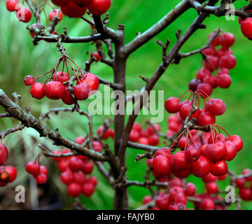 Pommetier de nain arbre hiver noël rouge berry pommes fruits décoratifs crabes patio décoration florale fruits pot RM mûrs Banque D'Images