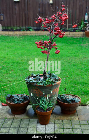 Pommetier de nain arbre hiver noël rouge berry pommes fruits décoratifs crabes patio décoration florale fruits pot RM mûrs Banque D'Images