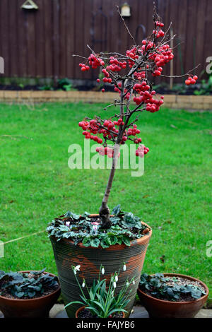 Pommetier de nain arbre hiver noël rouge berry pommes fruits décoratifs crabes patio décoration florale fruits pot RM mûrs Banque D'Images