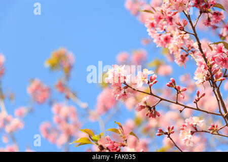 Wild Cherry Himalaya ( Prunus cerasoides ) ( Sakura en Thaïlande ) à Phu Lo Lom , montagne , Thaïlande Loei ( zone vide au lef Banque D'Images