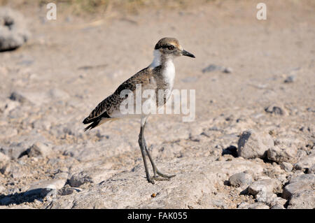 Forgeron Forgeron juvénile sociable (Vanellus armatus) Banque D'Images