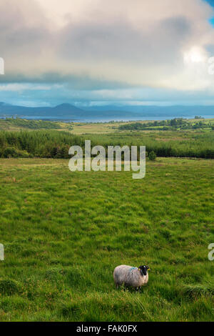 Vue sur la baie de Kenmare à partir de la R568 et Scottish Blackface au premier plan, Irlande Banque D'Images