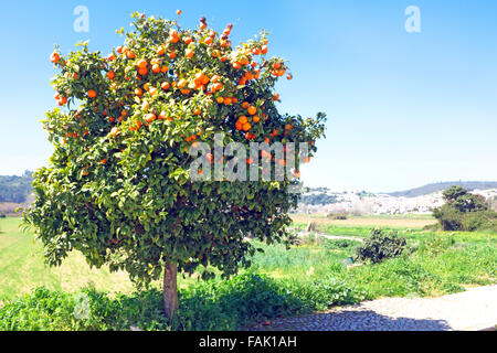 Plein d'arbres d'oranges dans le printemps ! Banque D'Images