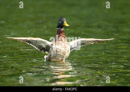 Canard colvert mâle renversant les ailes sur étang ( Anas platyrhynchos ) Banque D'Images