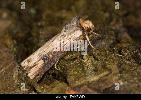 Le Putris-Erdeule Putris-Eule, flamme,, Gebüschflur-Bodeneule Erdeule Axylia putris,,, Agrotis putris, Rhyacia putris Banque D'Images