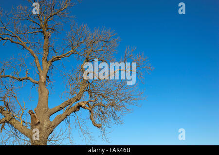 Un hiver sans feuille, frêne Fraxinus excelsior '' avec des écorces et branches contorsionnées sur un fond de ciel bleu clair Banque D'Images