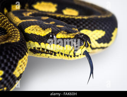 Un gros plan d'une jungle carpet python (Morelia spilota cheynei), sur un fond blanc. Banque D'Images