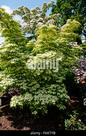 CORNUS KOUSA JOHN SLOCOCK Banque D'Images