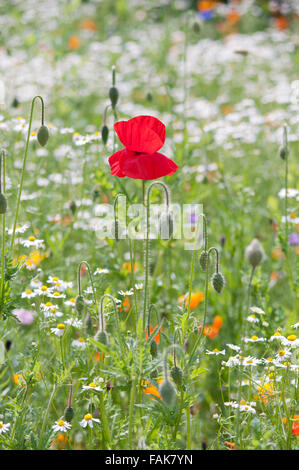 PAPAVER RHOEAS DANS WILD FLOWER MEADOW Banque D'Images