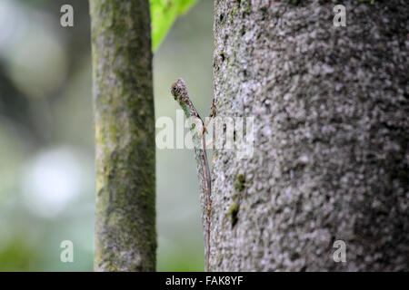 Barbu noir flying lizard accroché à l'arbre à Sabah Bornéo Banque D'Images