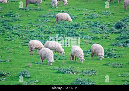Troupeau de moutons dans un champ vert en Sardaigne Banque D'Images
