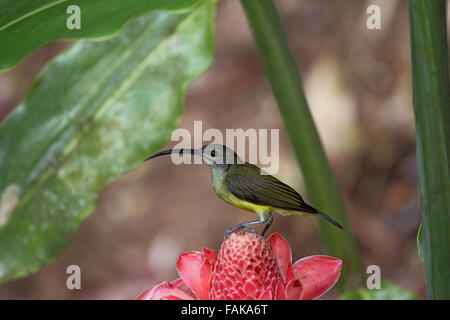 Peu d'spederhunter perché sur Torch ginger dans Sabah, Borneo Banque D'Images