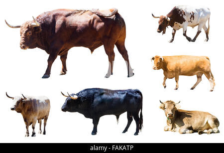 Ensemble de taureaux et vaches sur fond blanc Banque D'Images