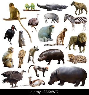 Ensemble d'hippopotames et d'autres animaux d'Afrique. Isolated on white Banque D'Images