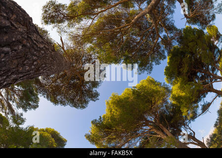 Pine Grove maritime sur la côte de Ligurie, Italie. Ciel bleu clair à l'arrière-plan. Fish Eye panoramique vue de dessous. Banque D'Images