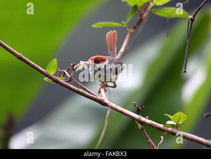 Bruant à queue rouge ou avec tailorbird proies dans le projet de loi au Sabah Bornéo Banque D'Images