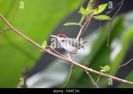 Bruant à queue rouge ou tailorbird dans Sabah Bornéo Banque D'Images